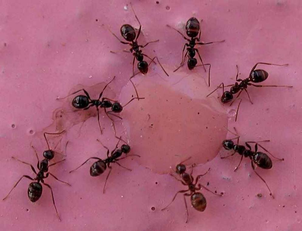 Wrede mier werpt zijn soortgenoot doodleuk van de tafel af