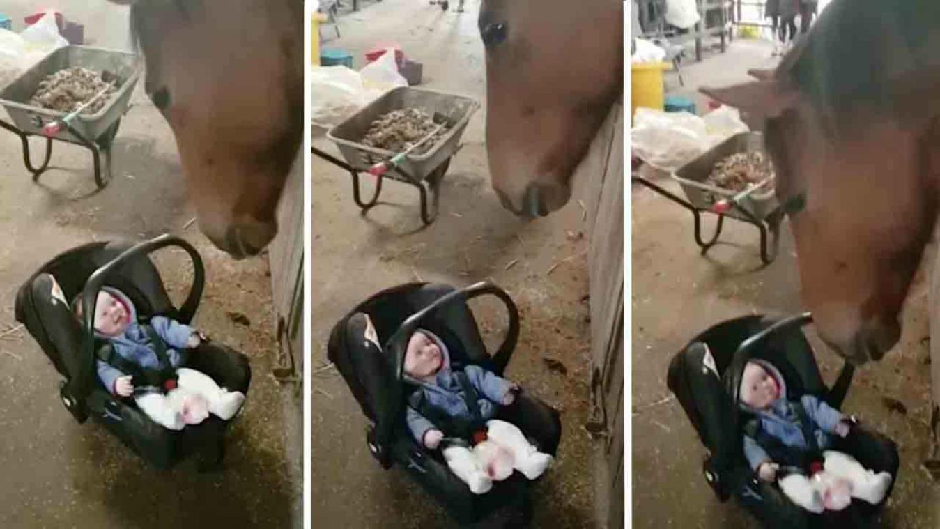 VIDEO. Paard speelt babysit en daar is dit ukje heel blij mee