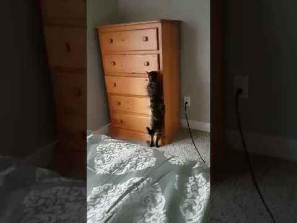 VIDEO. Slimme kat speelt verstoppertje