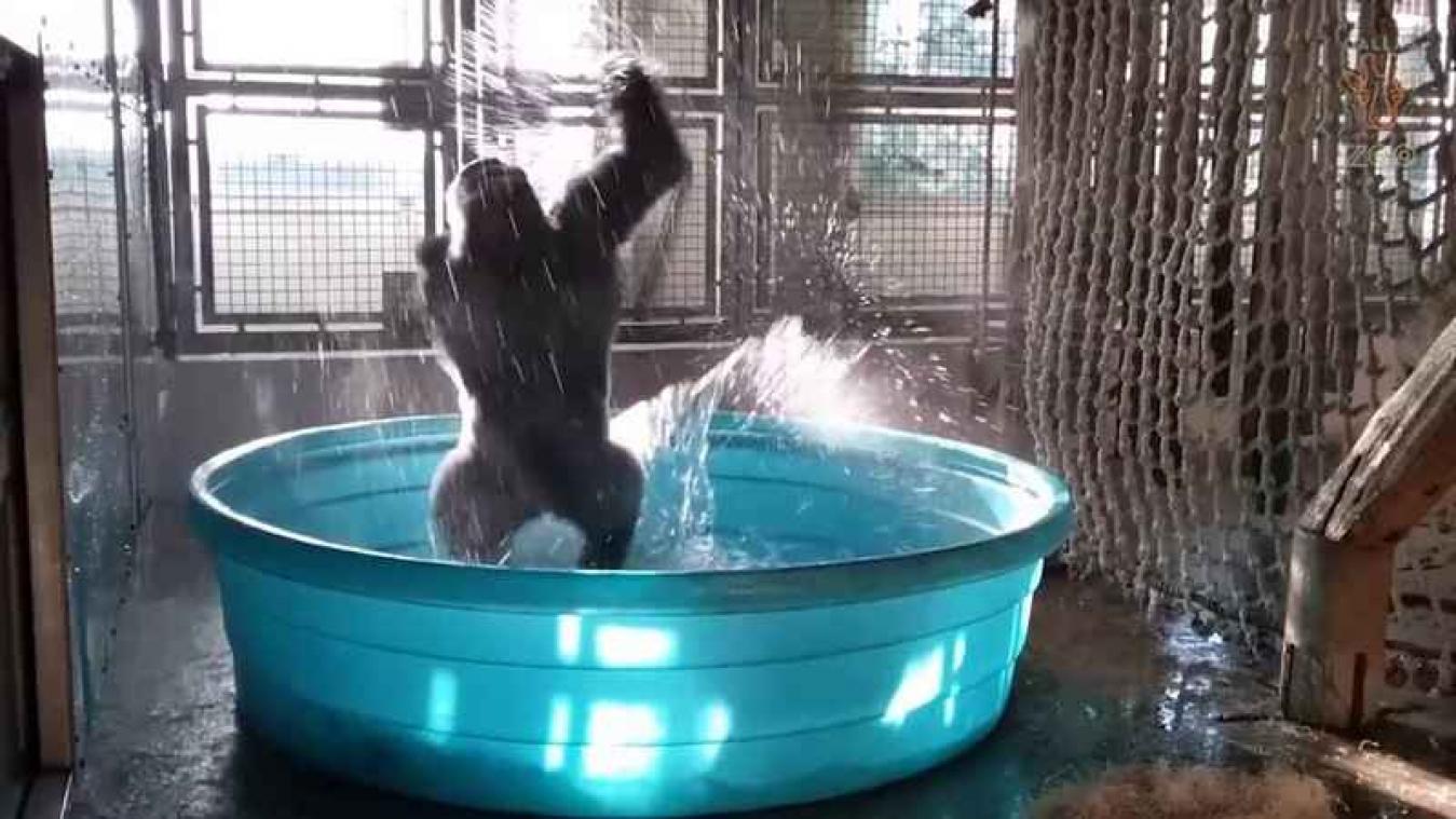 Deze gorilla leeft zich helemaal uit in bad