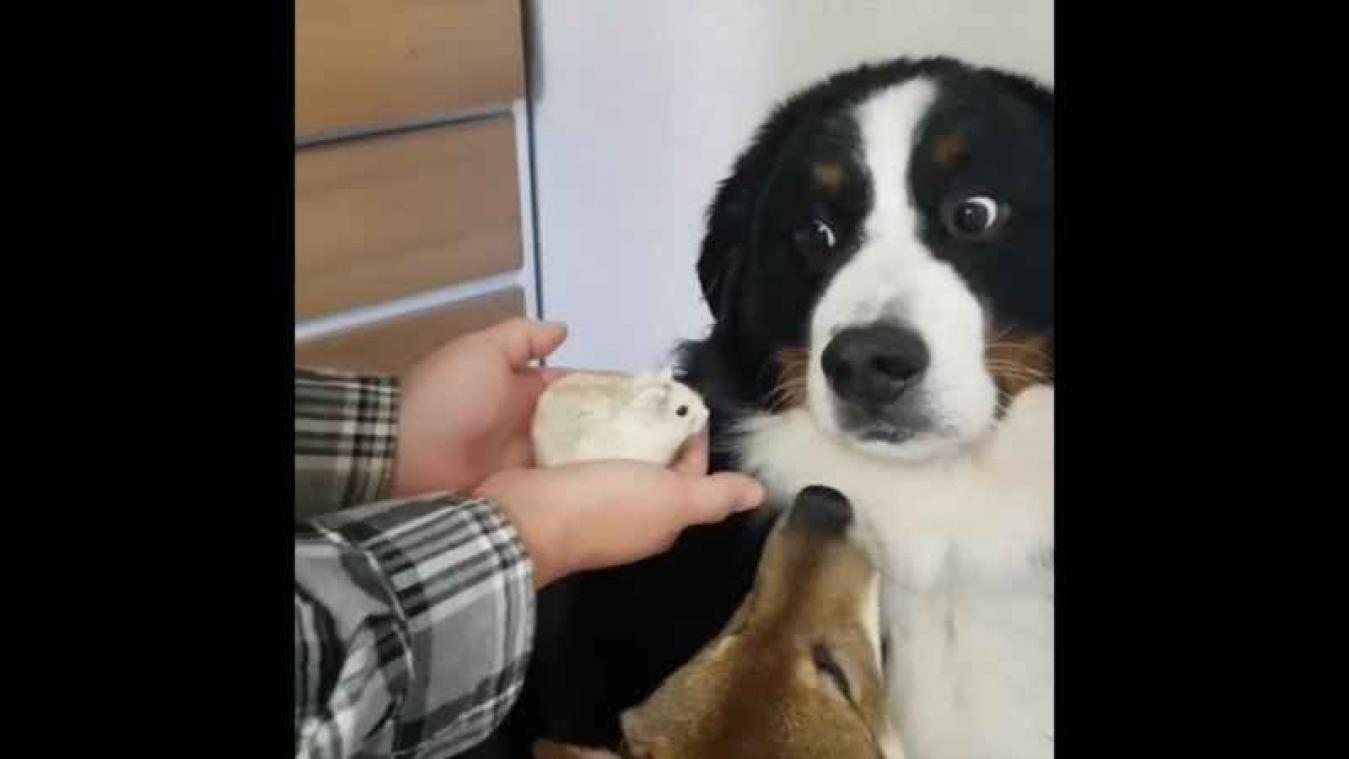 Hond laat duidelijk blijken dat hij niet tuk is op hamsters