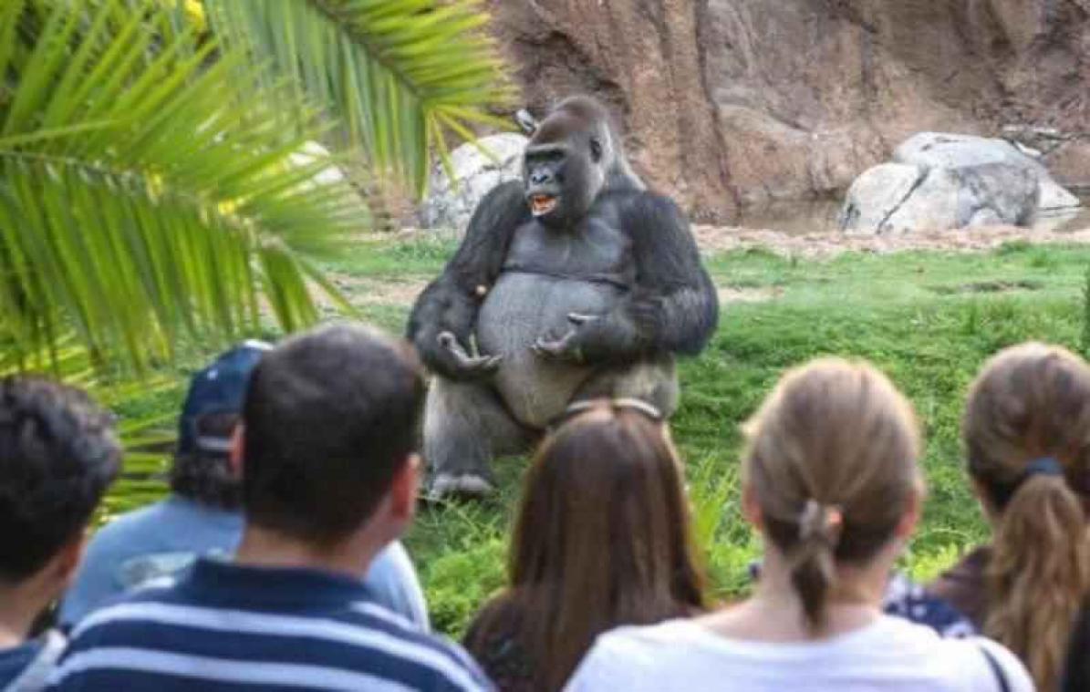 Bezoekers hangen aan de lippen van gorilla, maar wat vertelt hij?