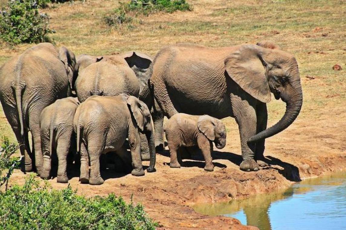 Honderden olifanten verplaatst