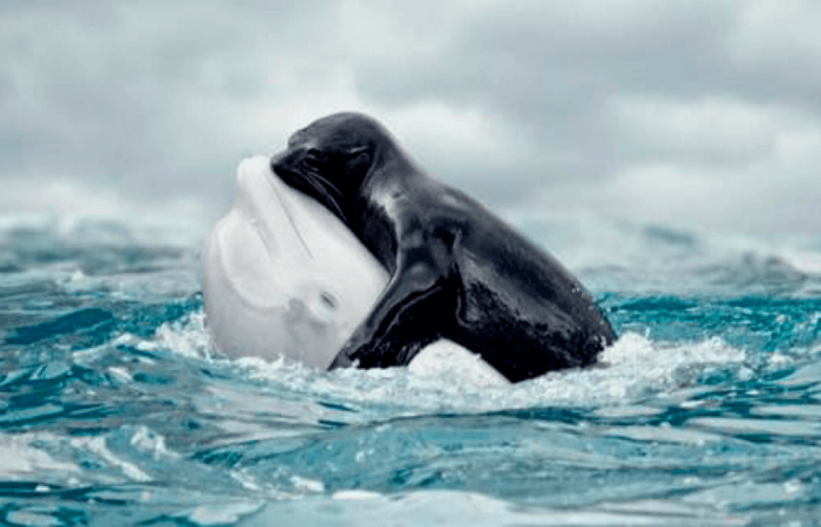 Deze walvis lijkt wel een zeehond te knuffelen