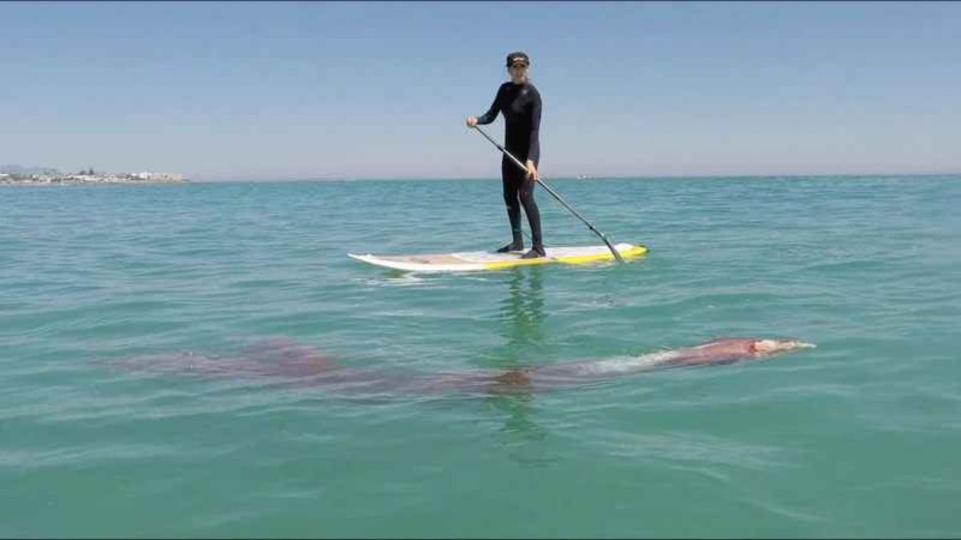 Reuzeninktvis klampt zich vast aan surfplank