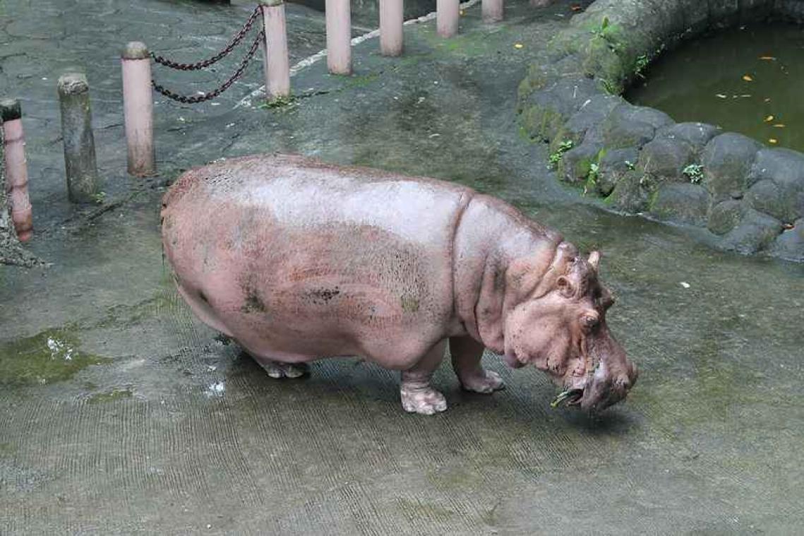 Oudste nijlpaard ter wereld gestorven