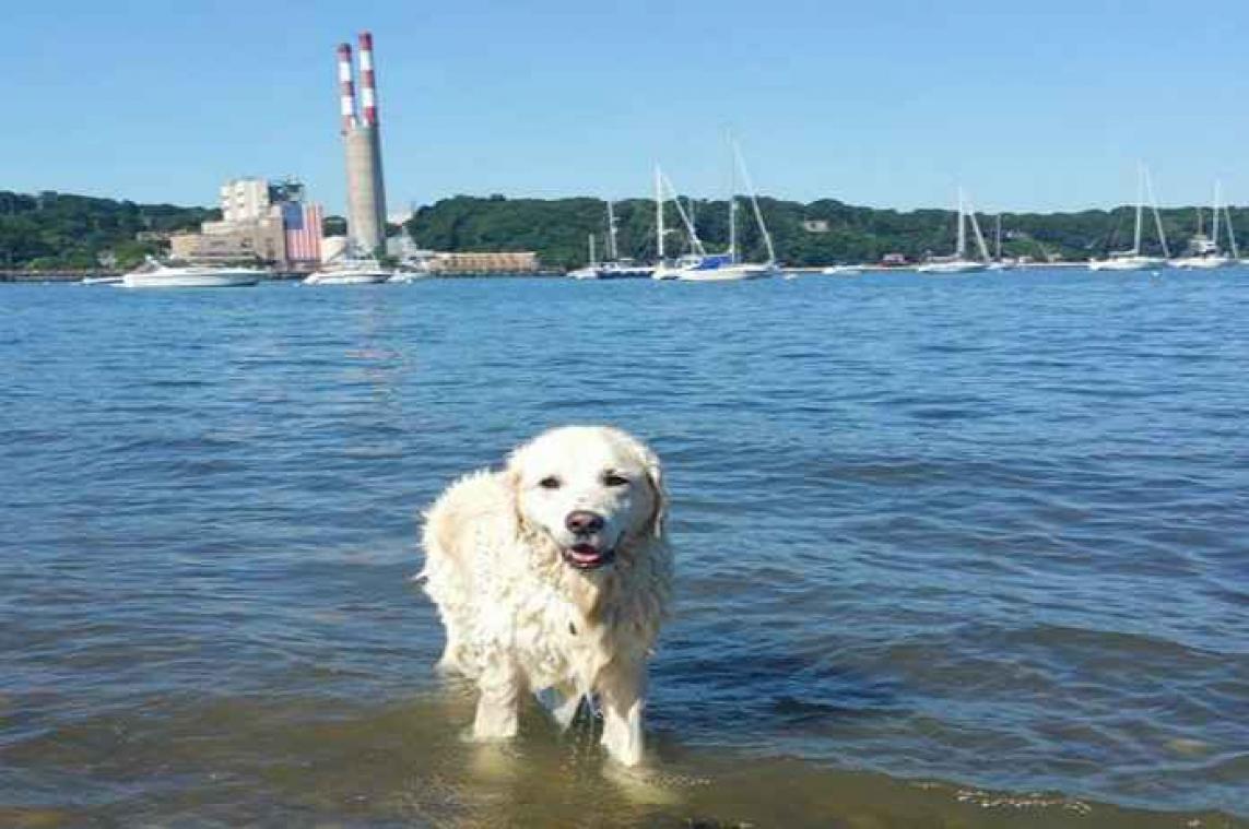 Heldhaftige hond redt hertje van verdrinkingsdood
