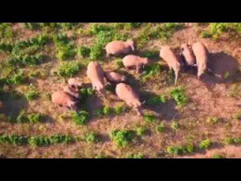 VIDEO. Olifanten plunderen dorp in China