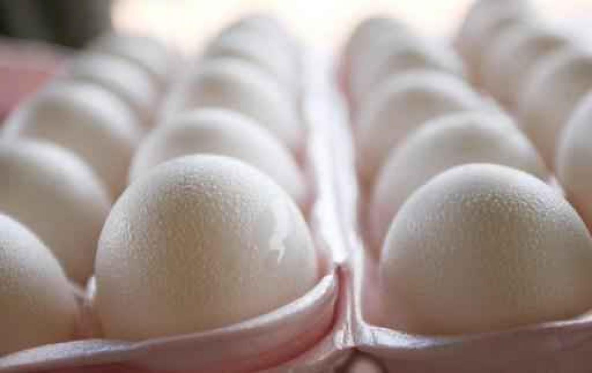"Eieren op Belgische markt zijn veilig"