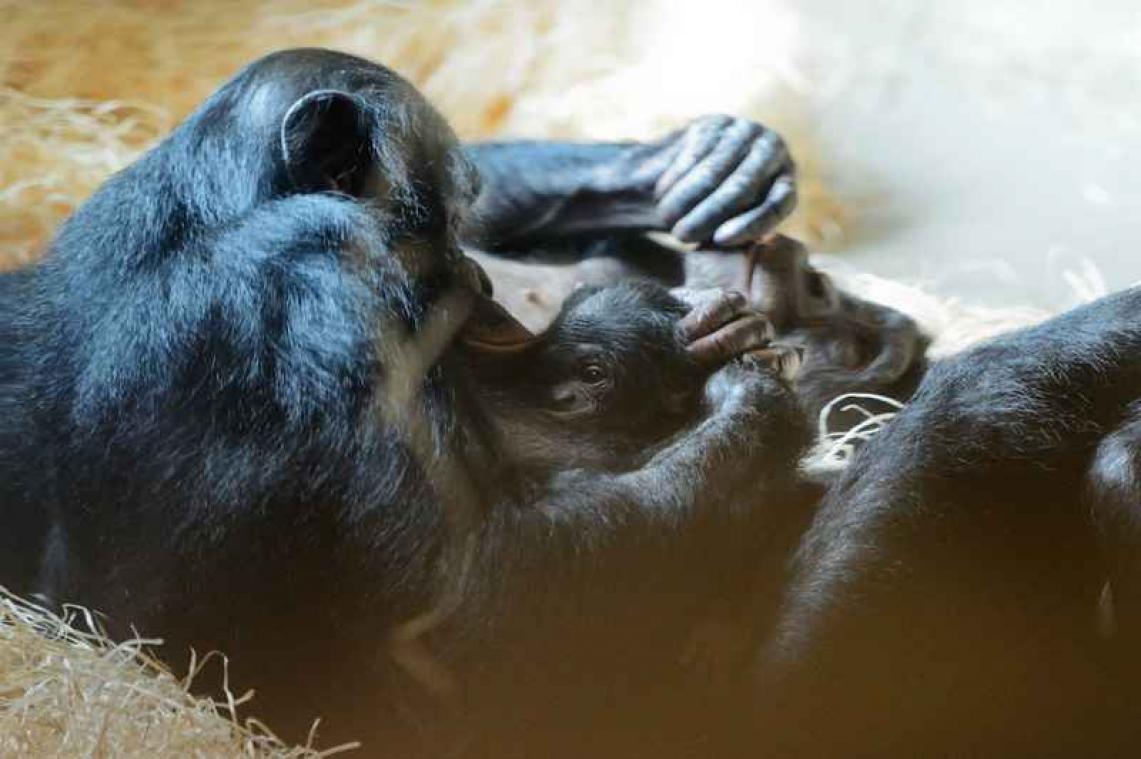 Planckendael verwelkomt opnieuw bonobobaby