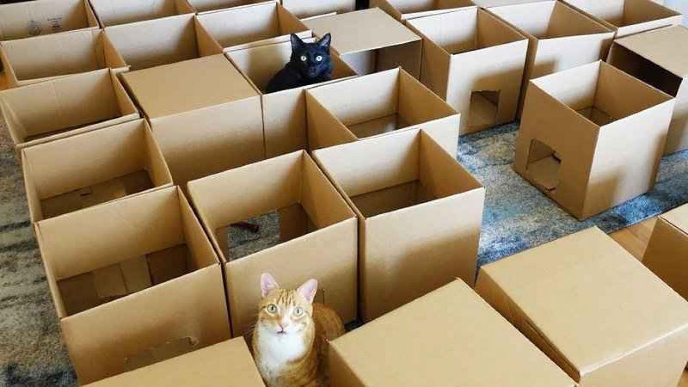 Man bouwt doolhof van kartonnen dozen voor twee katten