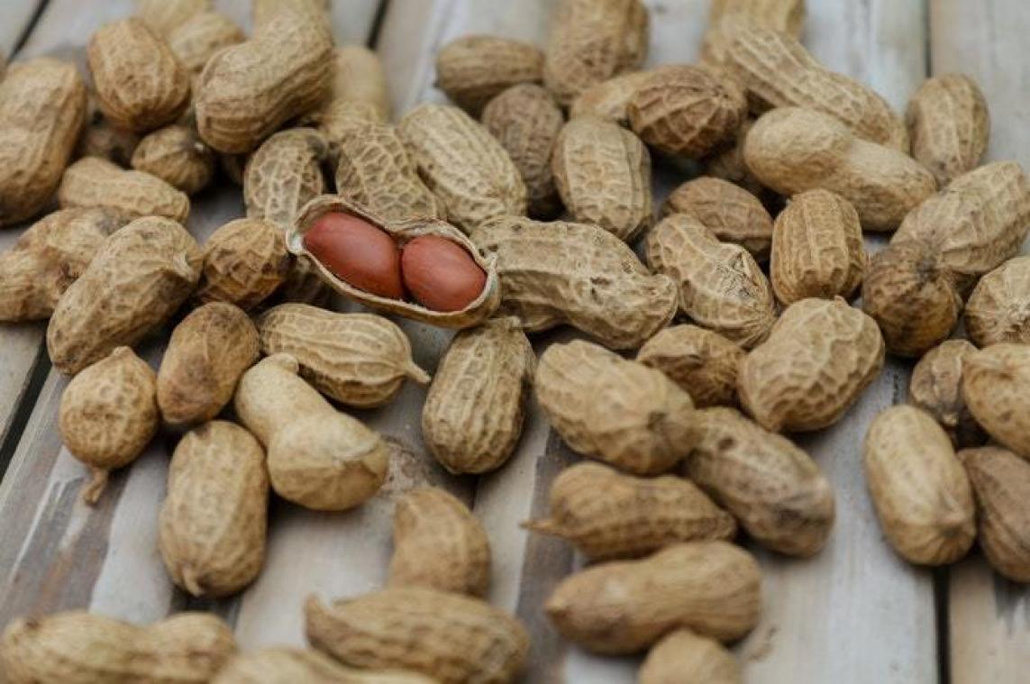 Onderzoekers zijn behandeling voor pinda-allergie op spoor