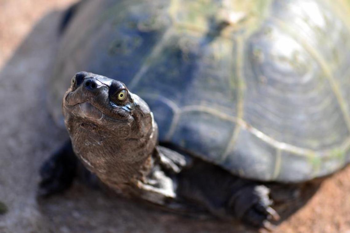 Baasje redt schildpad met mond-op-mondbeademing