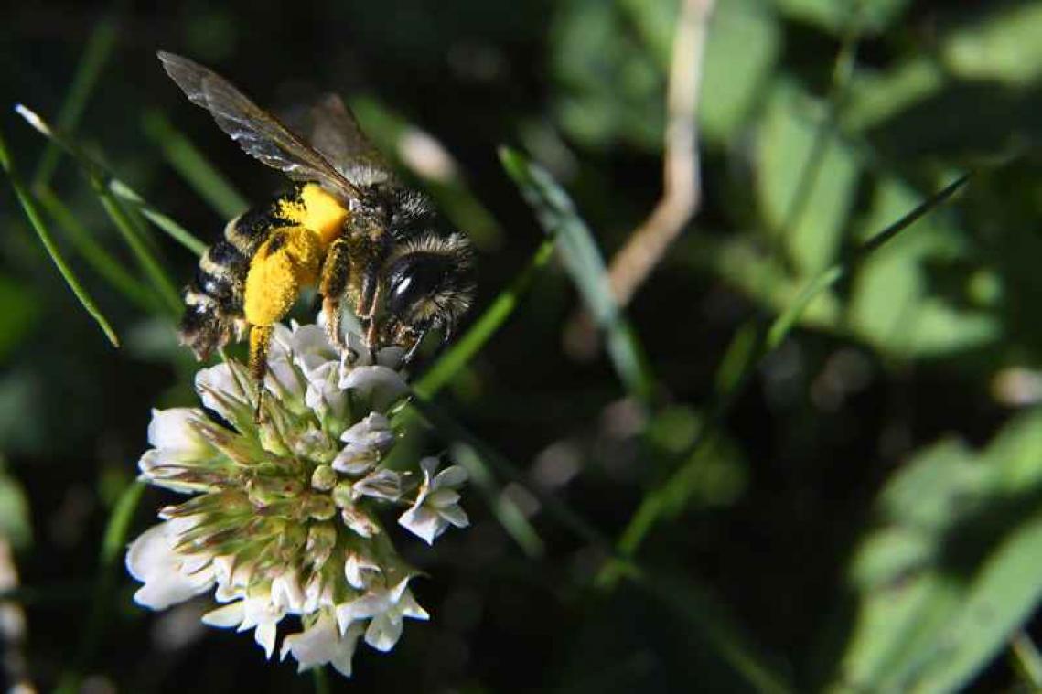 "Gemeentes moeten zich inzetten voor de bijen"