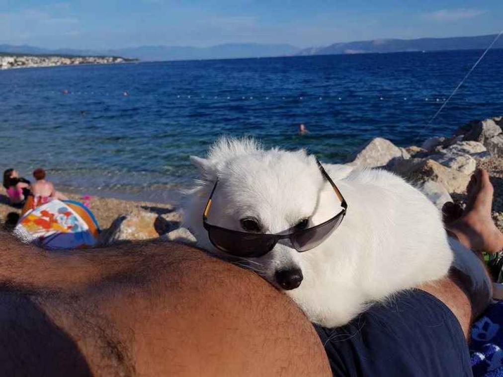 Deze strandbar is op maat gemaakt van honden