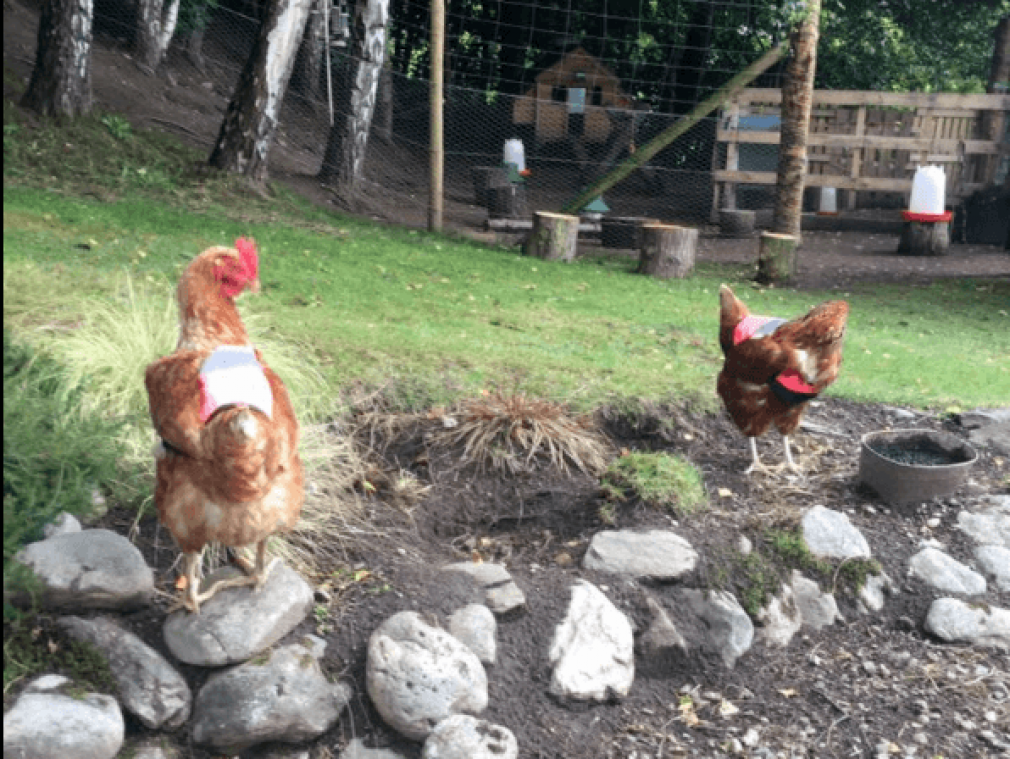 Vrouw maakt fluovestjes voor kippen om veilig over te steken