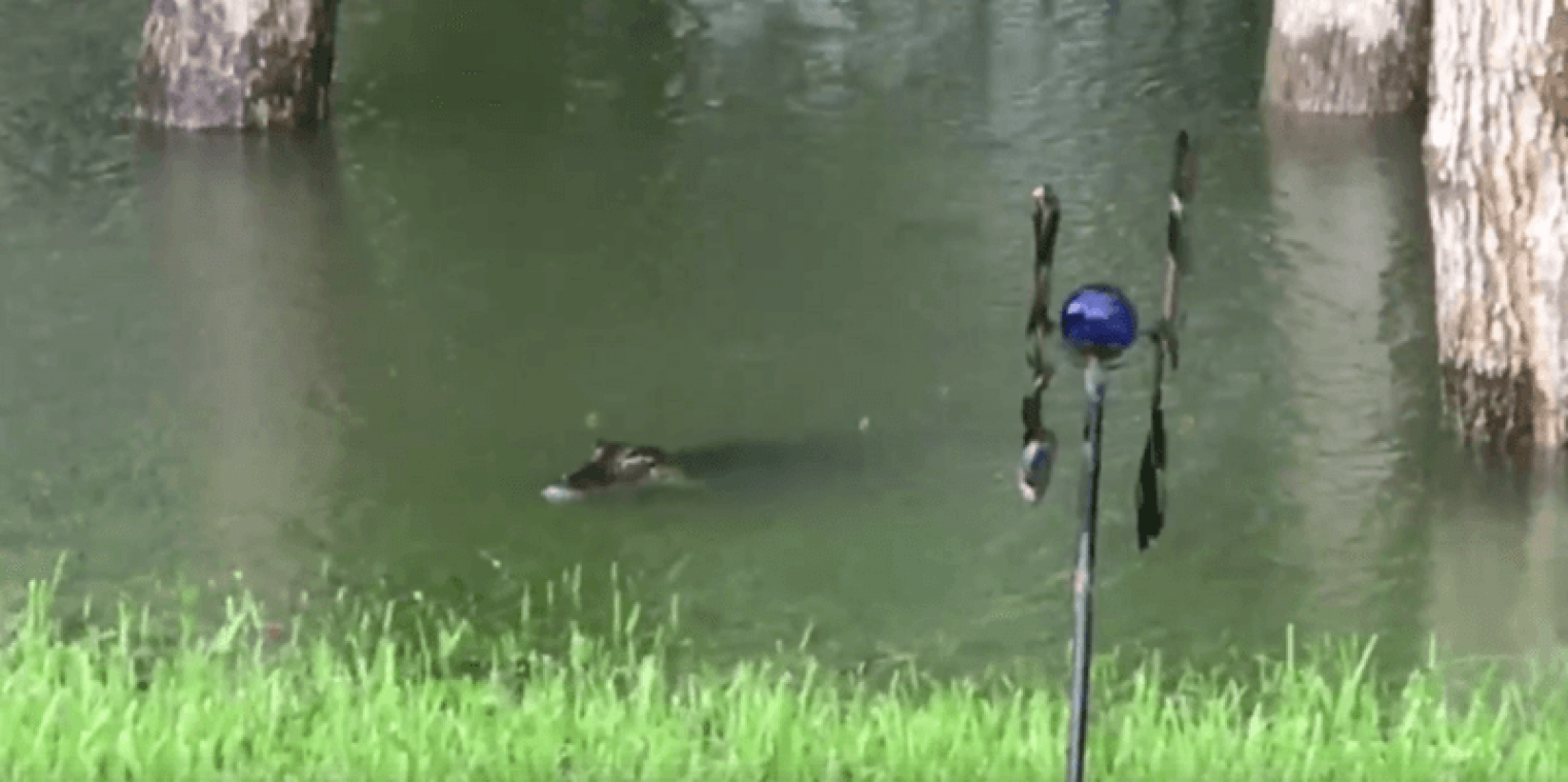 Alligators op de dool in overstroomd Houston