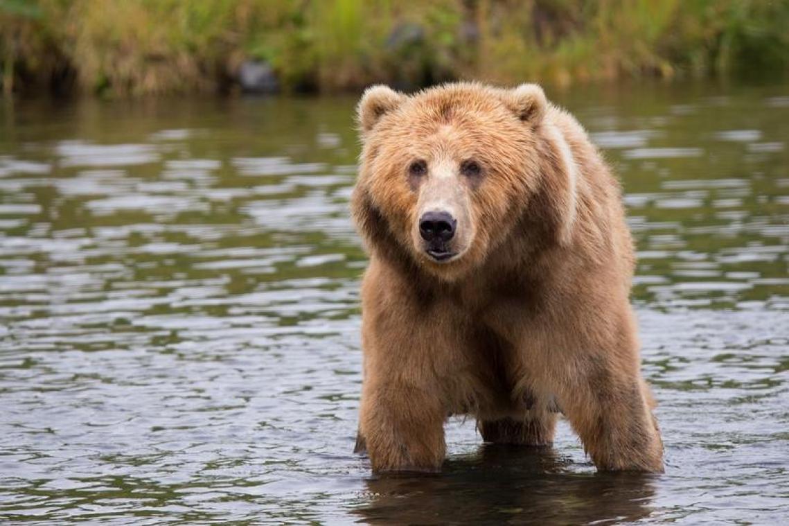 Opwarming van de aarde maakt van grizzlyberen vegetariërs
