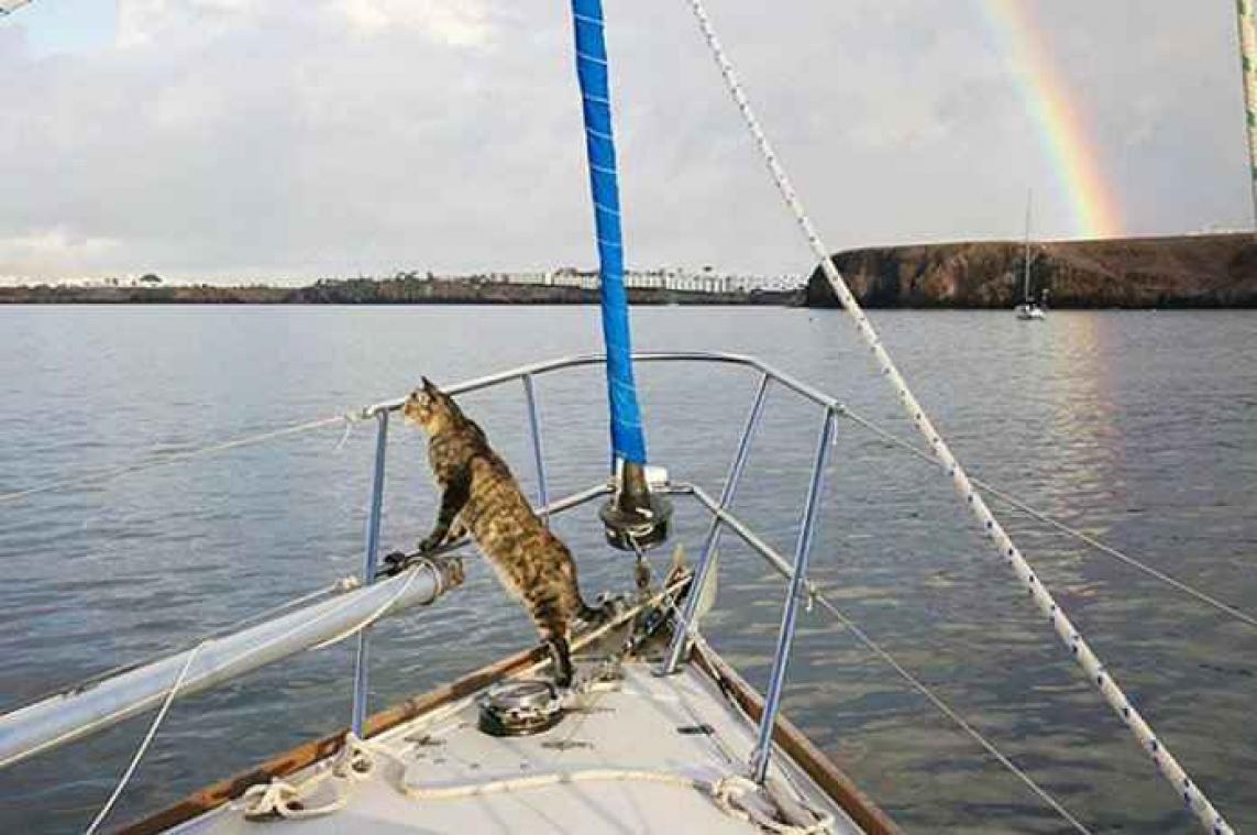 Koppel neemt kat mee op wereldreis