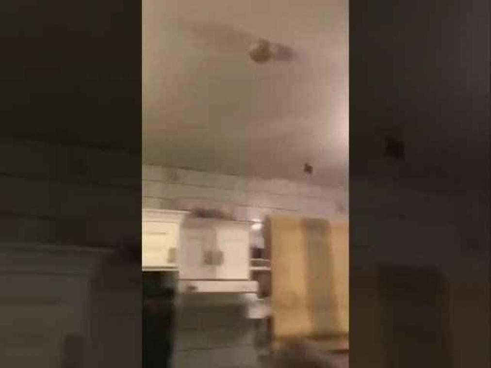 VIDEO. Familie probeert vleermuis te vangen