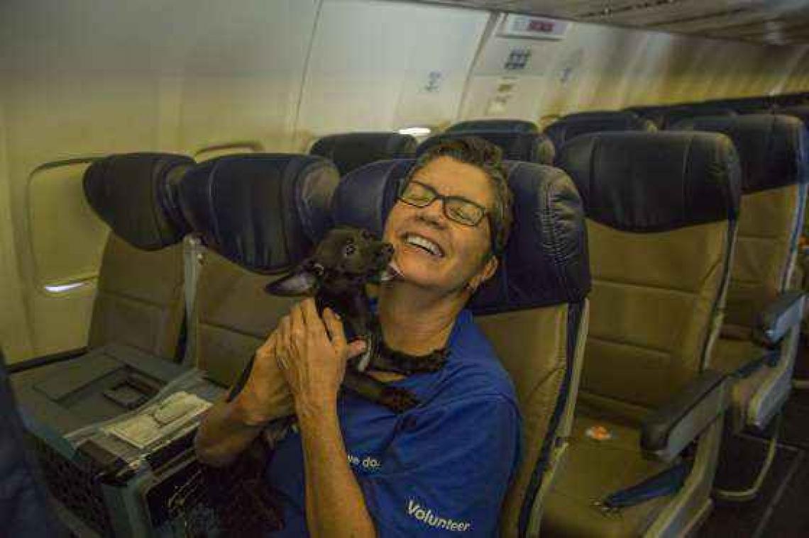Luchtvaartmaatschappij vliegt 96 honden uit rampgebied Harvey