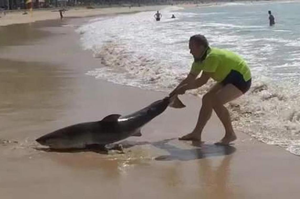 VIDEO. Australiër sleept aangespoelde haai met blote hand terug naar zee