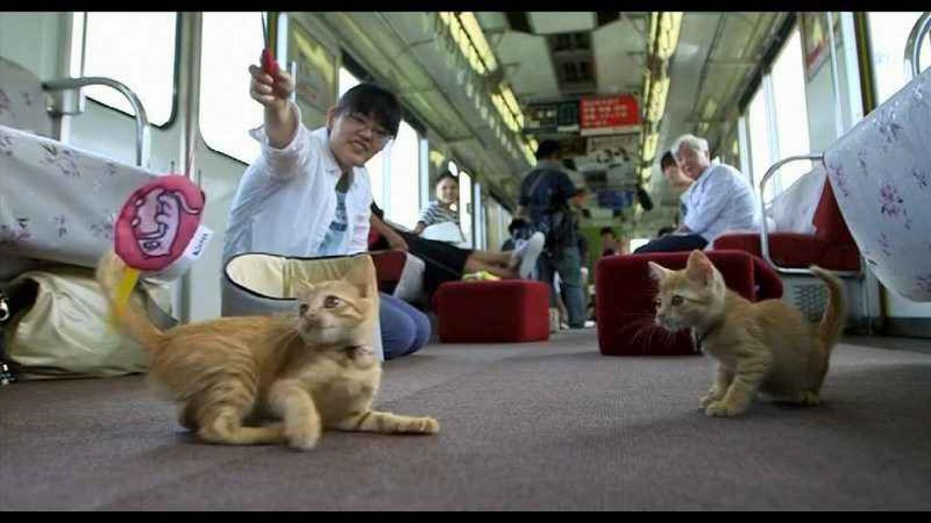 In Japan rijdt nu de eerste kattentrein rond
