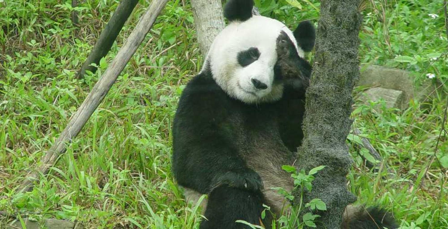 Slimme panda faket zwangerschap