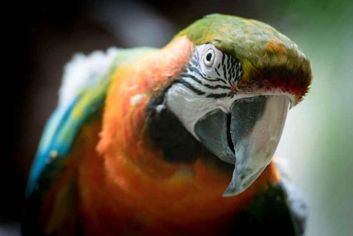 Papegaai maakt stiekem bestellingen bij Amazon