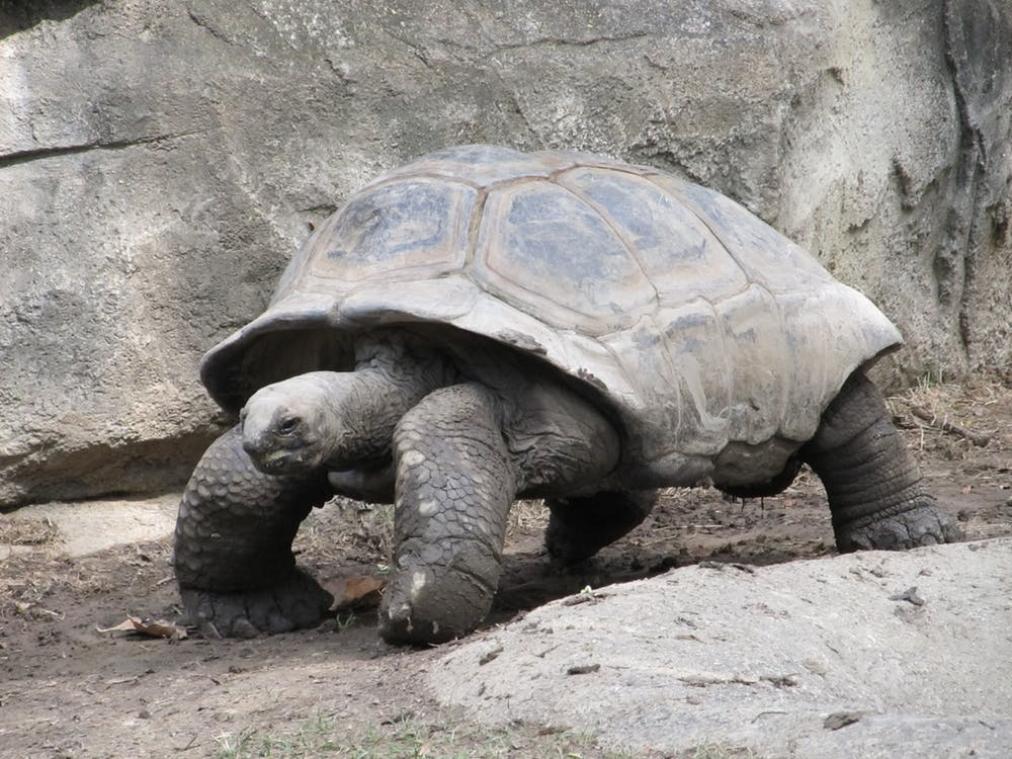 Schildpad legt negen kilometer af op zoek naar vrouwelijke soortgenoot