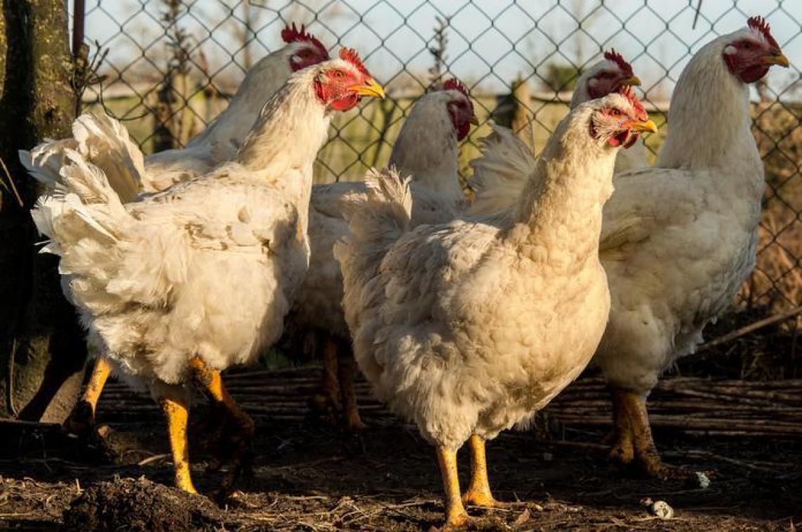 Nederlandse kip legt CO2-neutraal ei