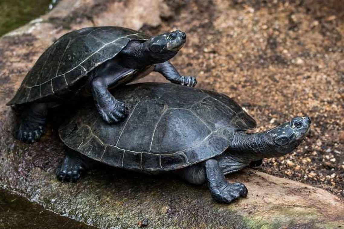 Oudste schildpad ter wereld komt uit de kast