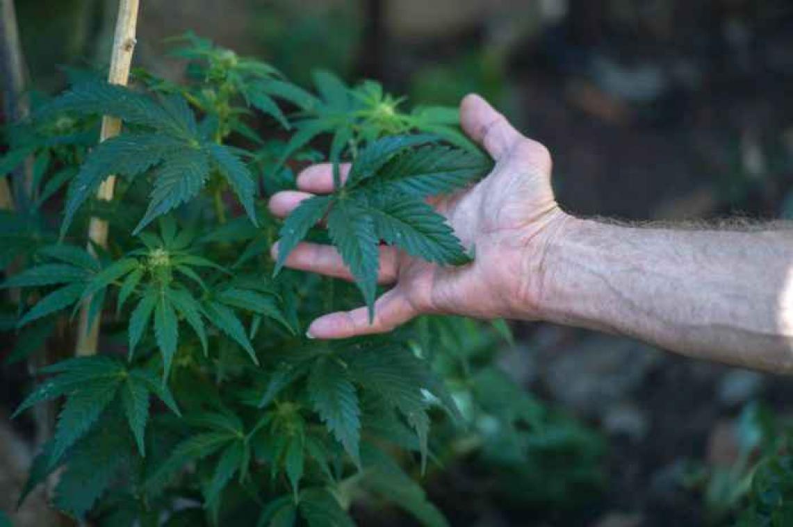 Vrouw meteen verlost van zenuwpijn na gebruik cannabisolie