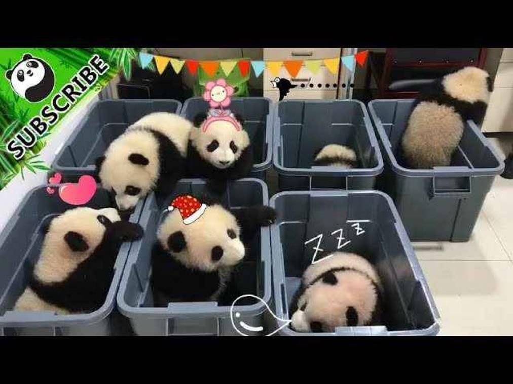 VIDEO. Fleur je dag op met deze schattige babypanda's