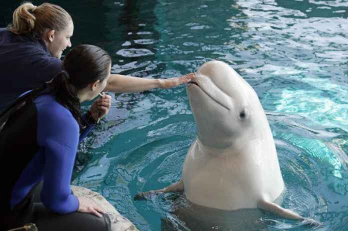 Walvis leert dolfijnentaal om met hen te communiceren