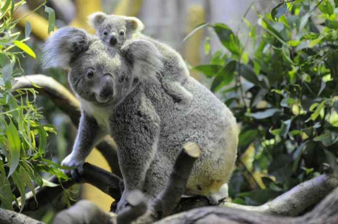 Help: koala's zouden tegen 2040 uitgestorven kunnen zijn