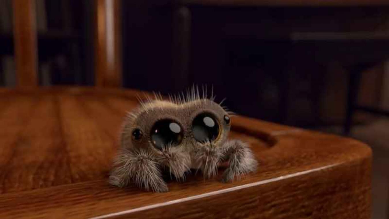 Video van schattige spin gaat viraal