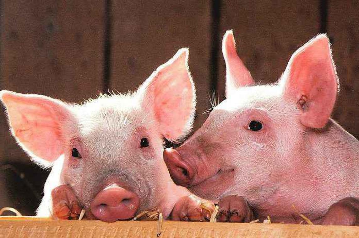 Dronken Braziliaan zet varkens in kinderzitjes