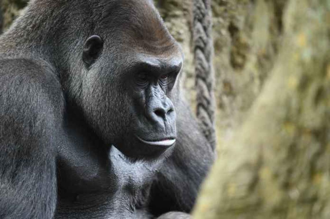 VIDEO. Gorilla vindt zijn ding niet tussen foto's vrouwelijke soortgenoten