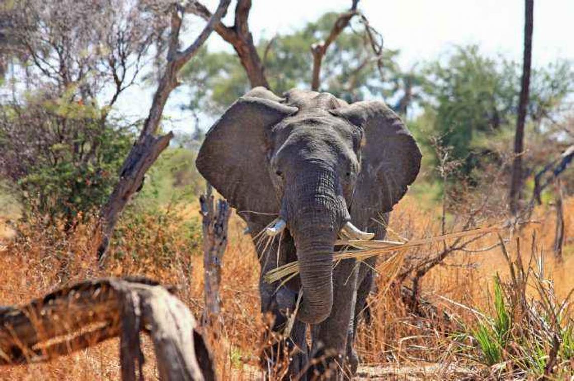 Trump laat import van jachttrofeeën van olifanten toe
