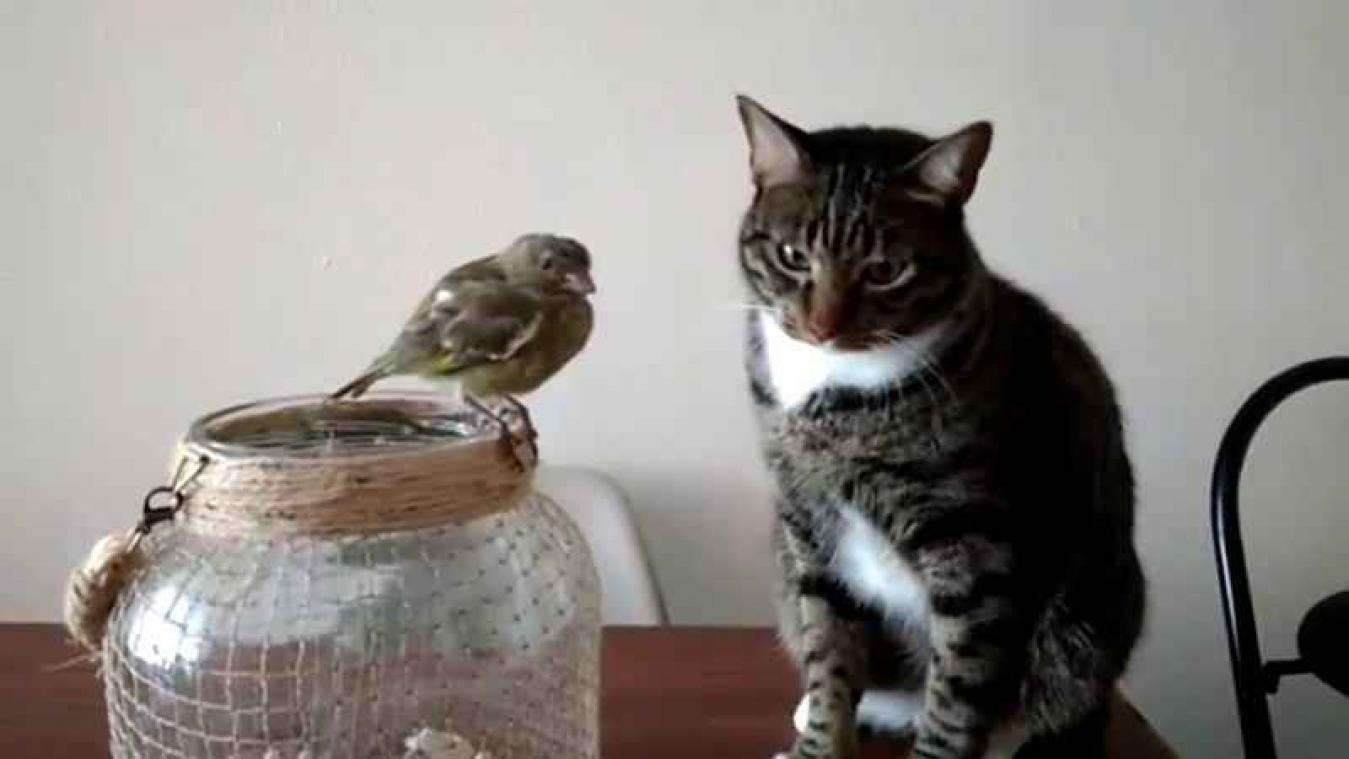 VIDEO. Deze kat probeert een vogel te aaien