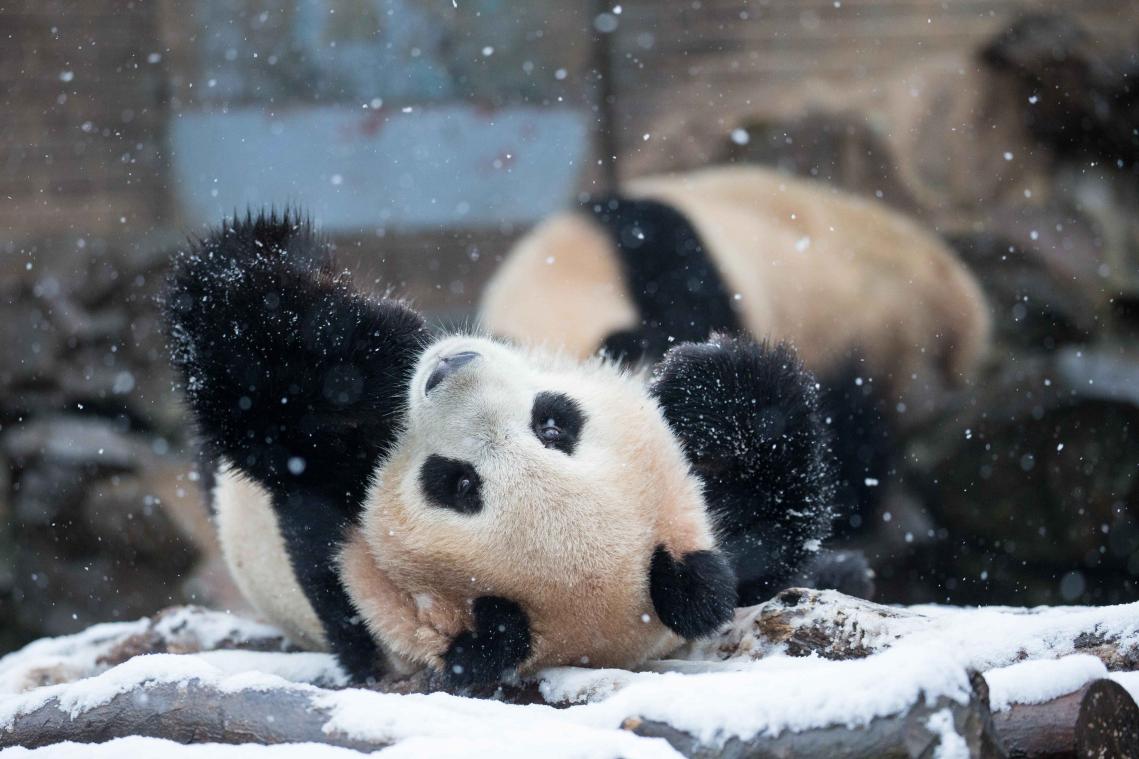 VIDEO. Panda amuseert zich te pletter in de sneeuw