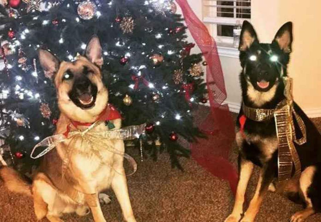 IN BEELD. Deze honden vinden Kerstmis fantastisch