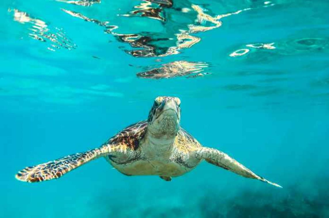 Schildpad zwemt rond met 800 kilo cocaïne