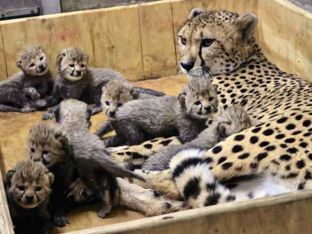 Schattig: cheeta bevalt van acht welpjes