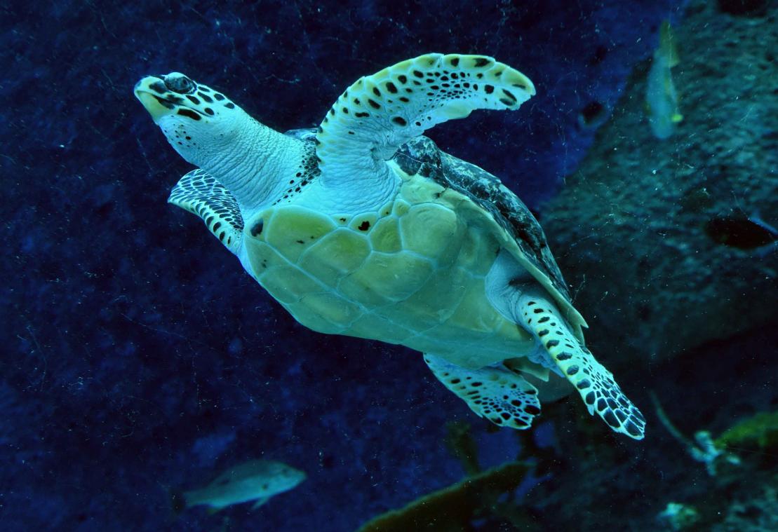 Zeeschildpadden met uitsterven bedreigd