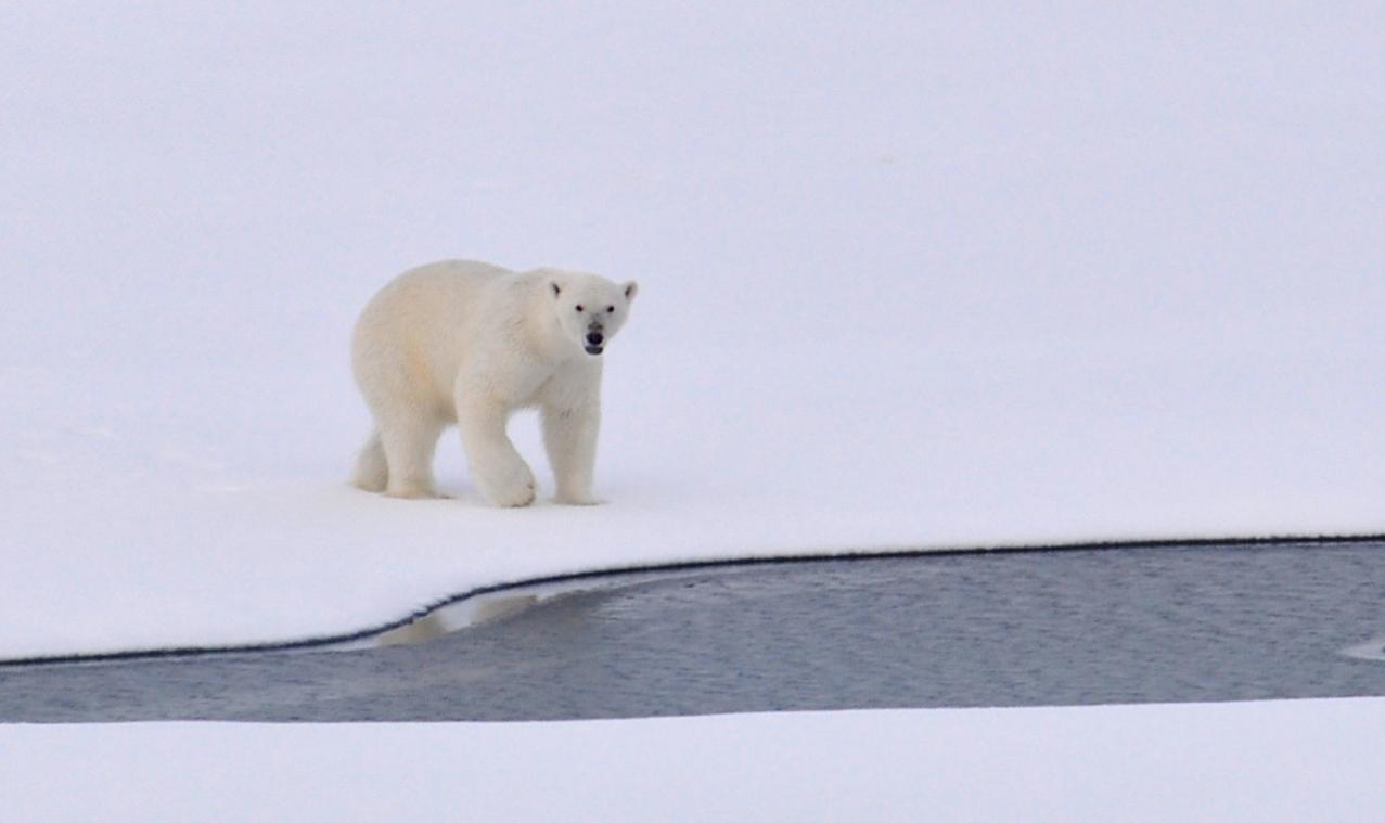 Dit is waarom ijsberen steeds meer gewicht verliezen