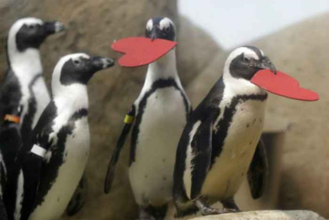 Pinguïns vieren valentijn op een heel bijzondere manier
