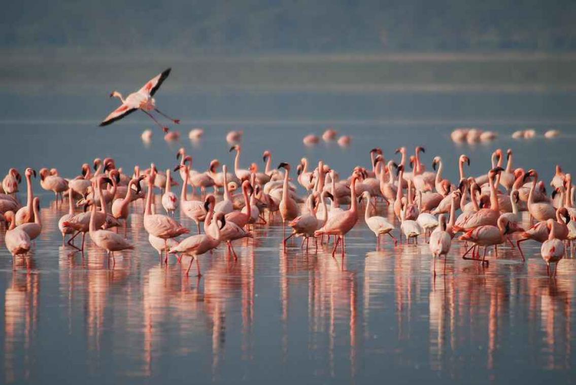Droomjob: flamingo's verzorgen op de Bahama's