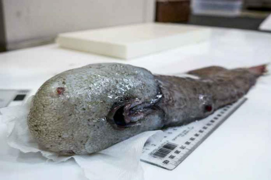 Wetenschappers ontdekken meer dan 42.000 'lelijke' vissen